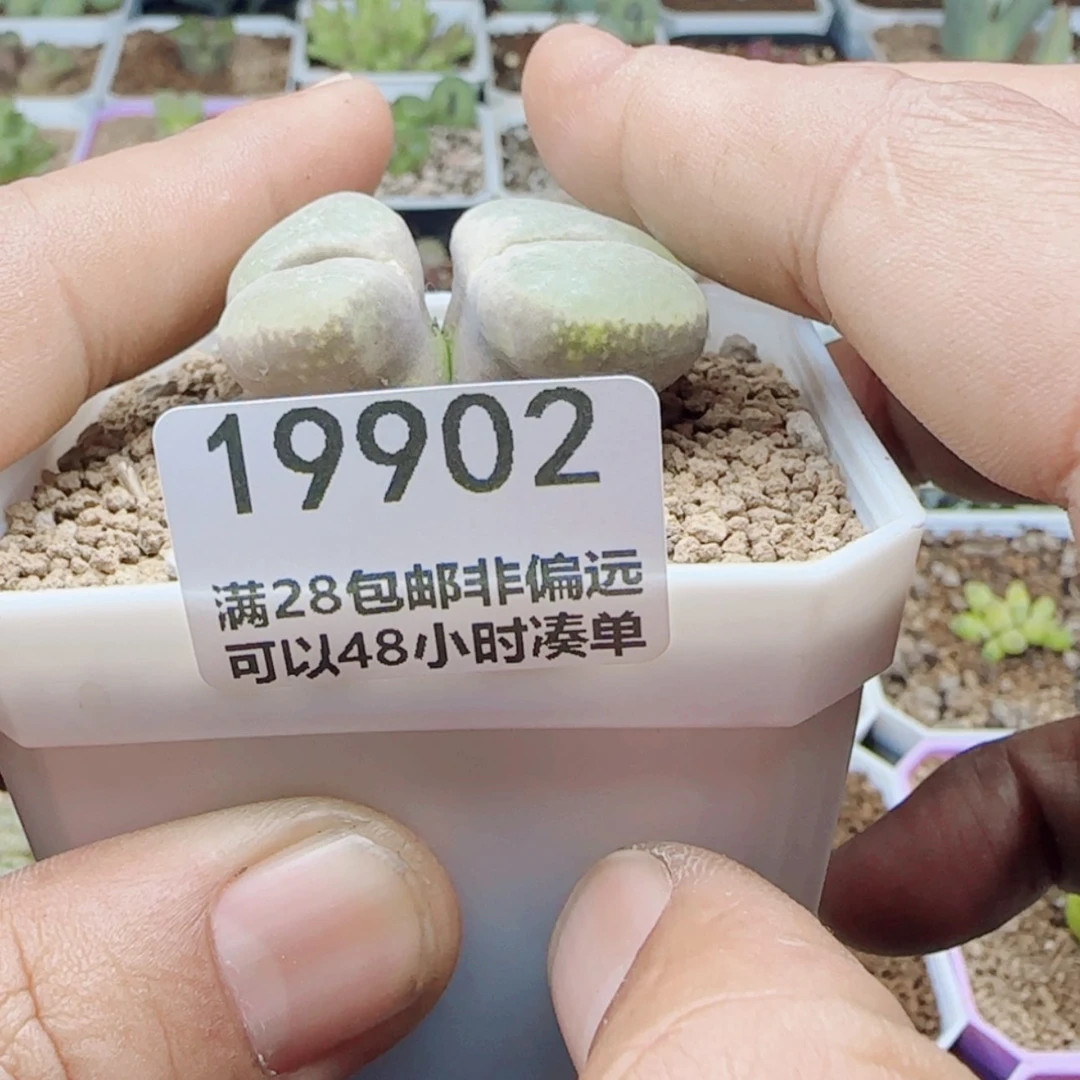 【闪购商品】皮*丘19902