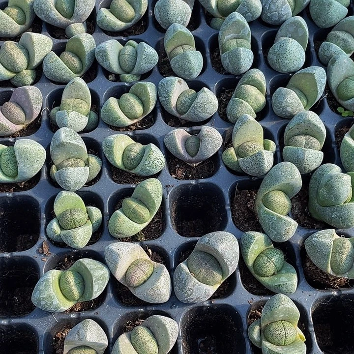 小元宝1元带土发货