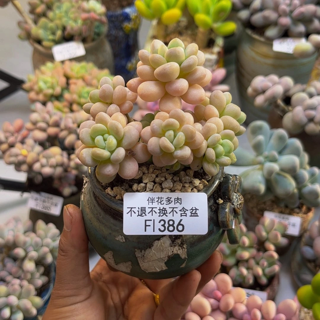 洛可可386/7cm多肉