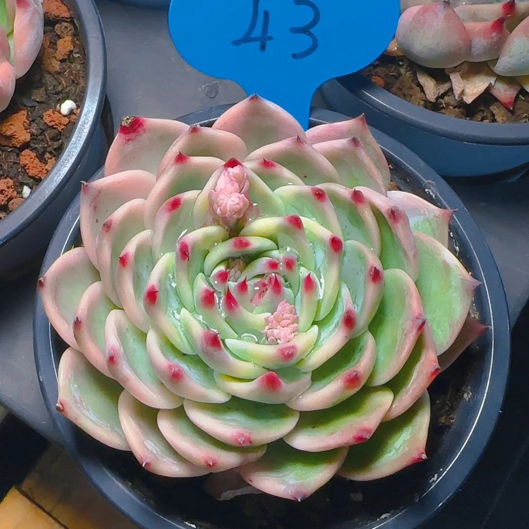 朕吉娃娃锦43号一物一拍