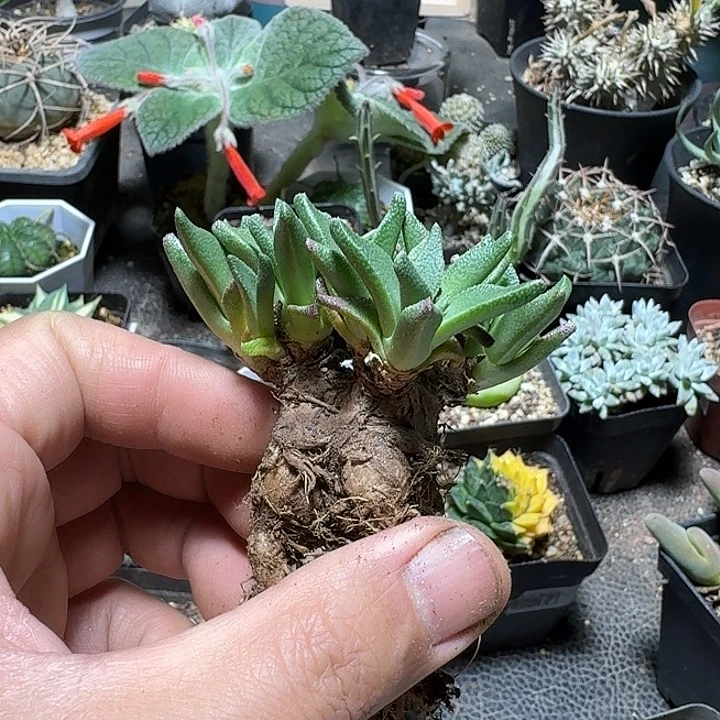 720块根人鱼脱土发货