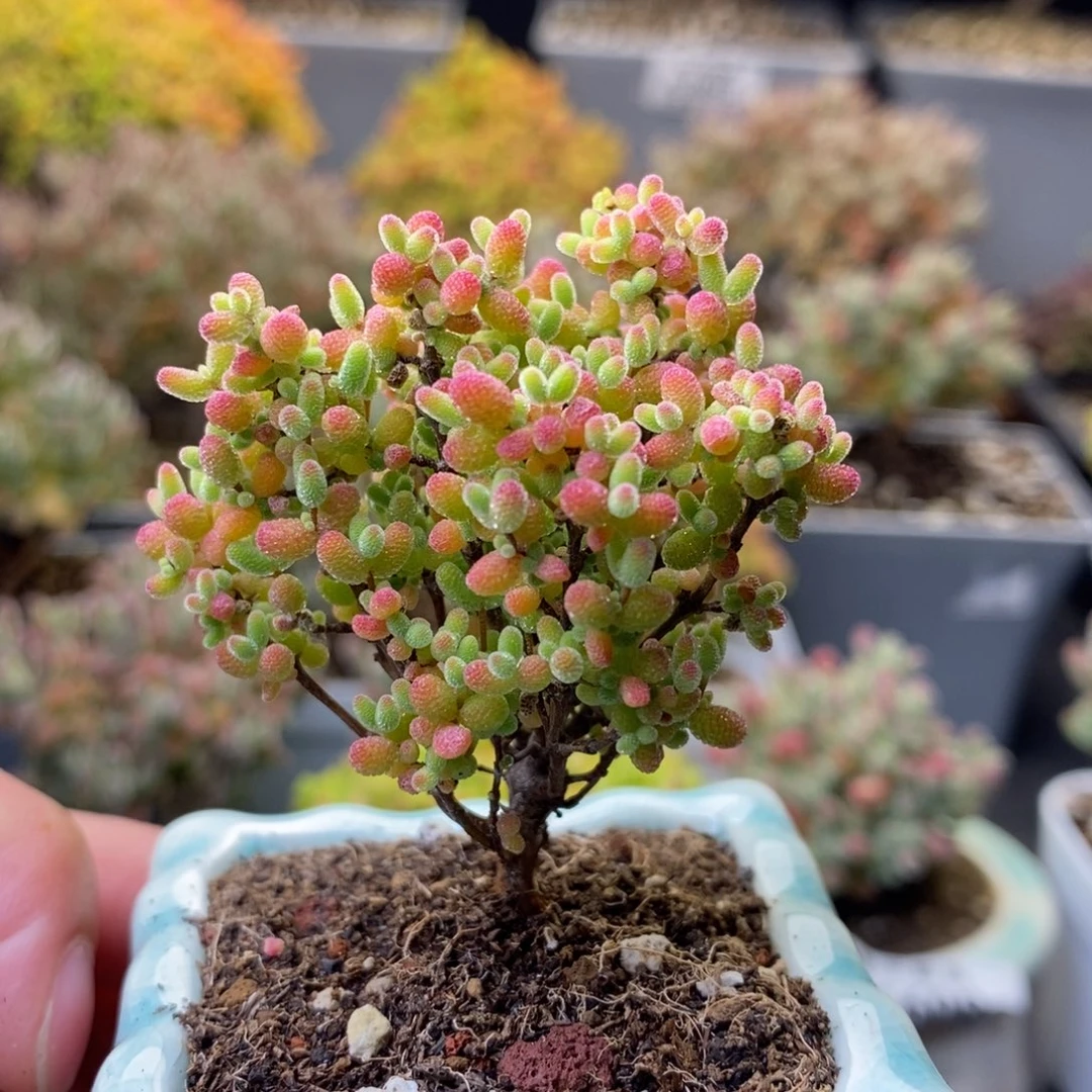 1695蜜橘糖球 。