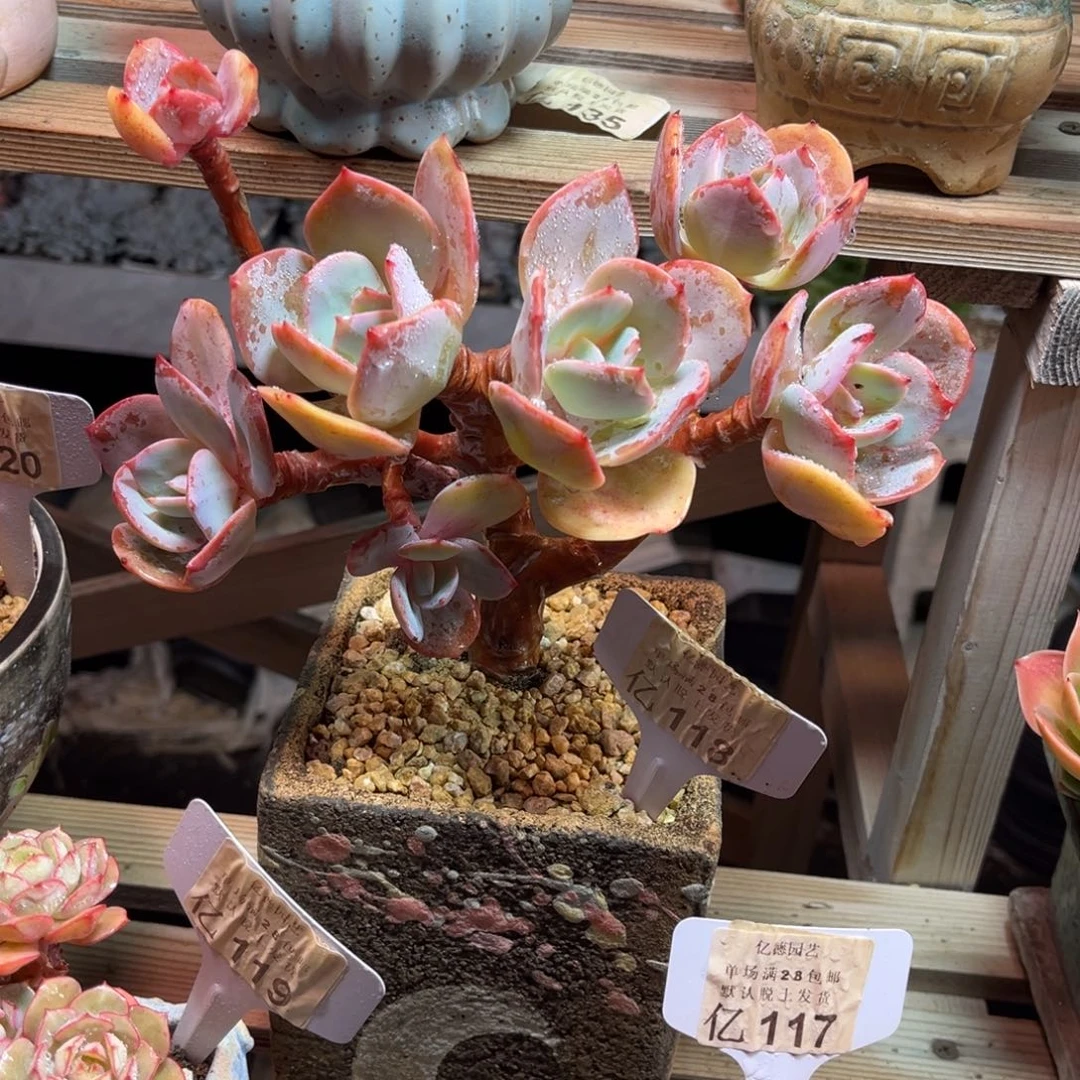 凤树shinvyajinlvlvni