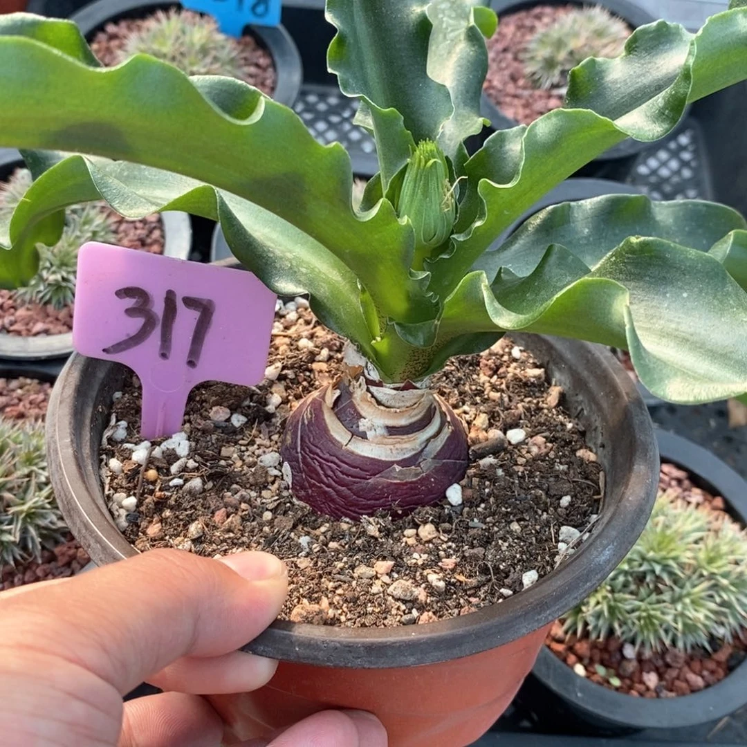 仙火花多肉植物一个