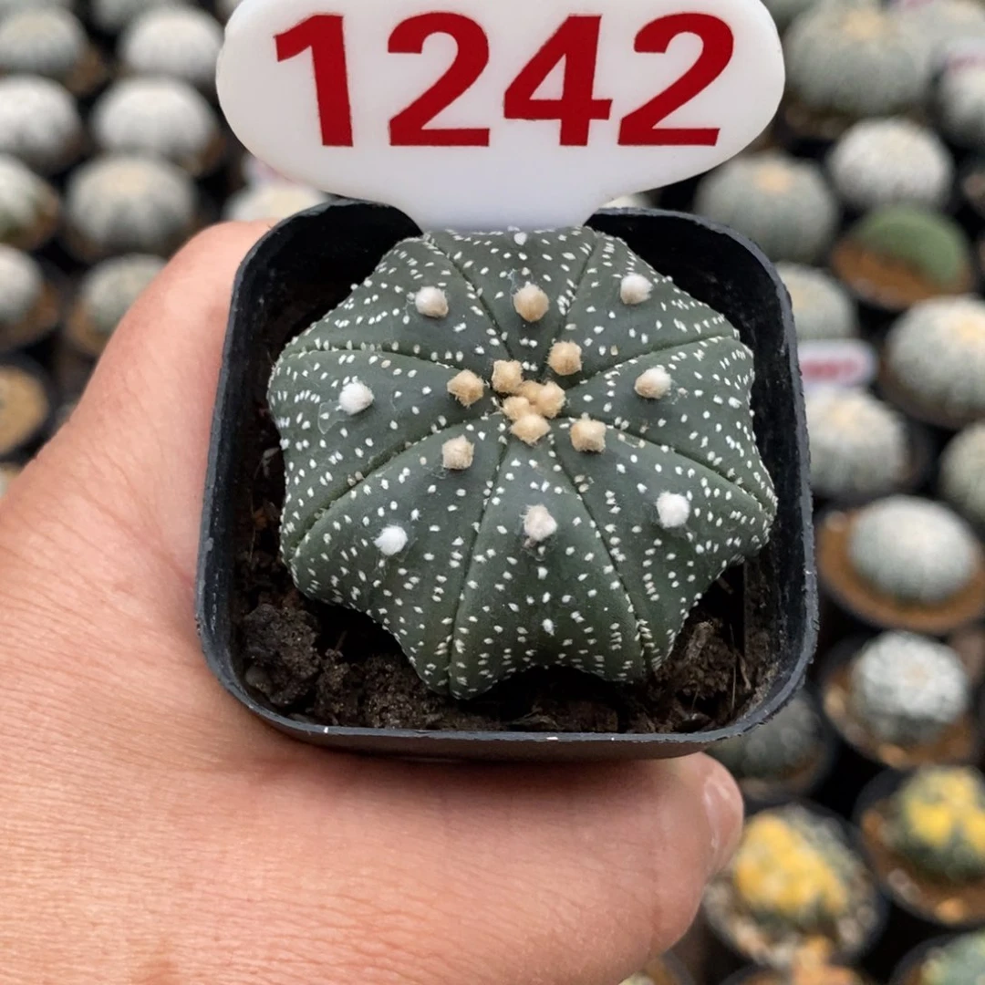 1242特价系列来了来了