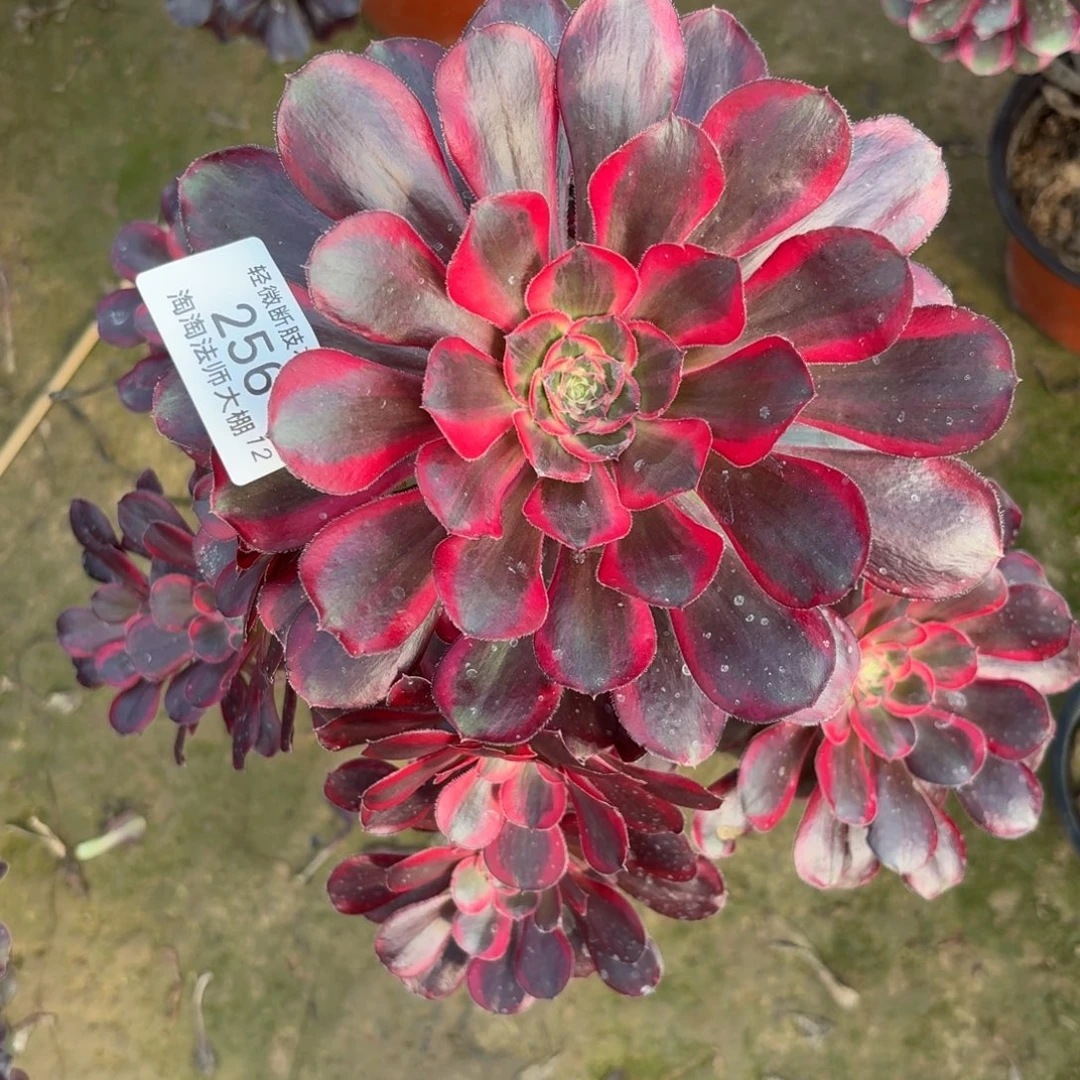 256丽娜多肉植物法师