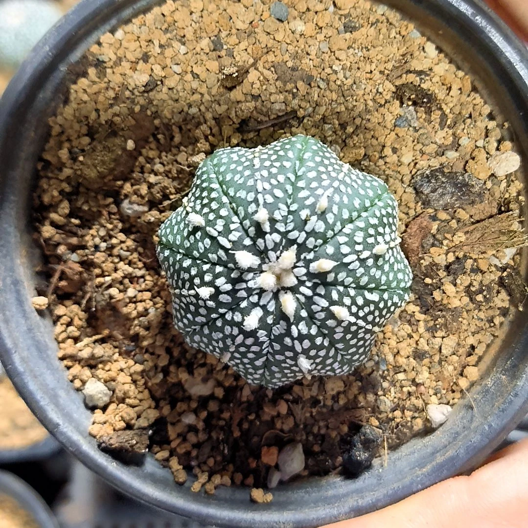 【闪购商品】3.7cm小奇迹