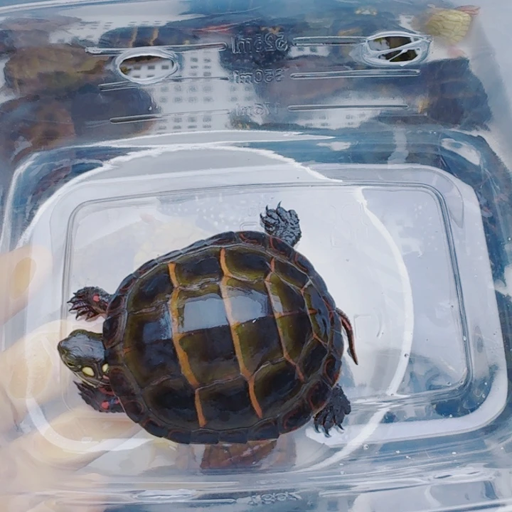 香***格宠物龟母22222222222