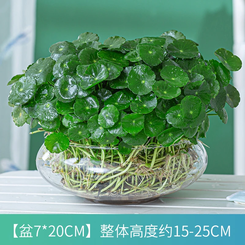 铜钱草水培植物办公室内外盆栽庭院绿植花卉四季常青水养金钱草