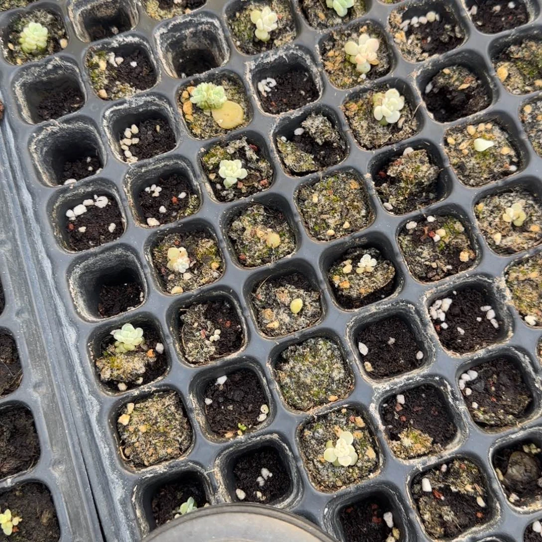 容止穴2个满25包邮