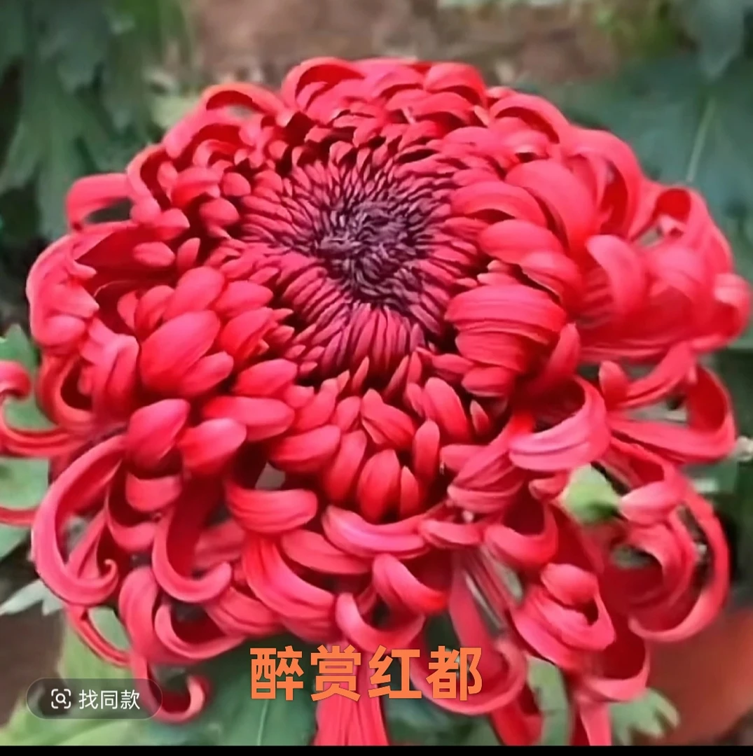 【醉赏红都】精品菊花耐寒耐热阳台地栽