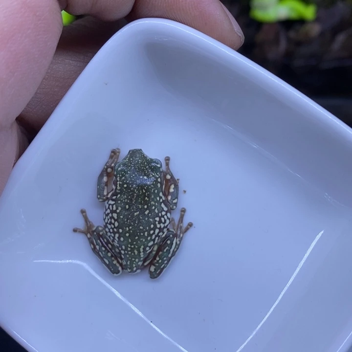 老爷树蛙澳蓝雪花5