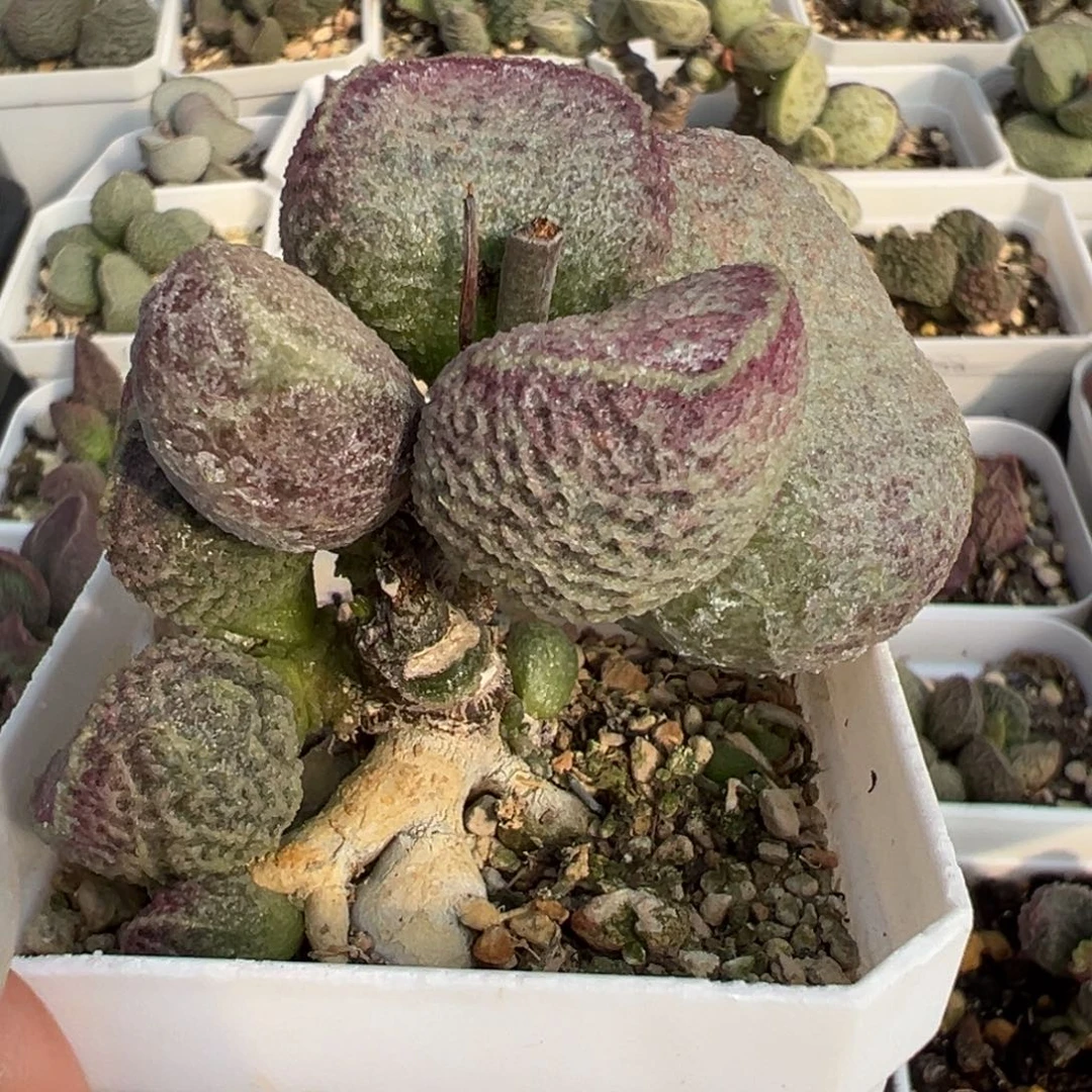 哈莫猪肝老桩多肉植物水泡多肉植物