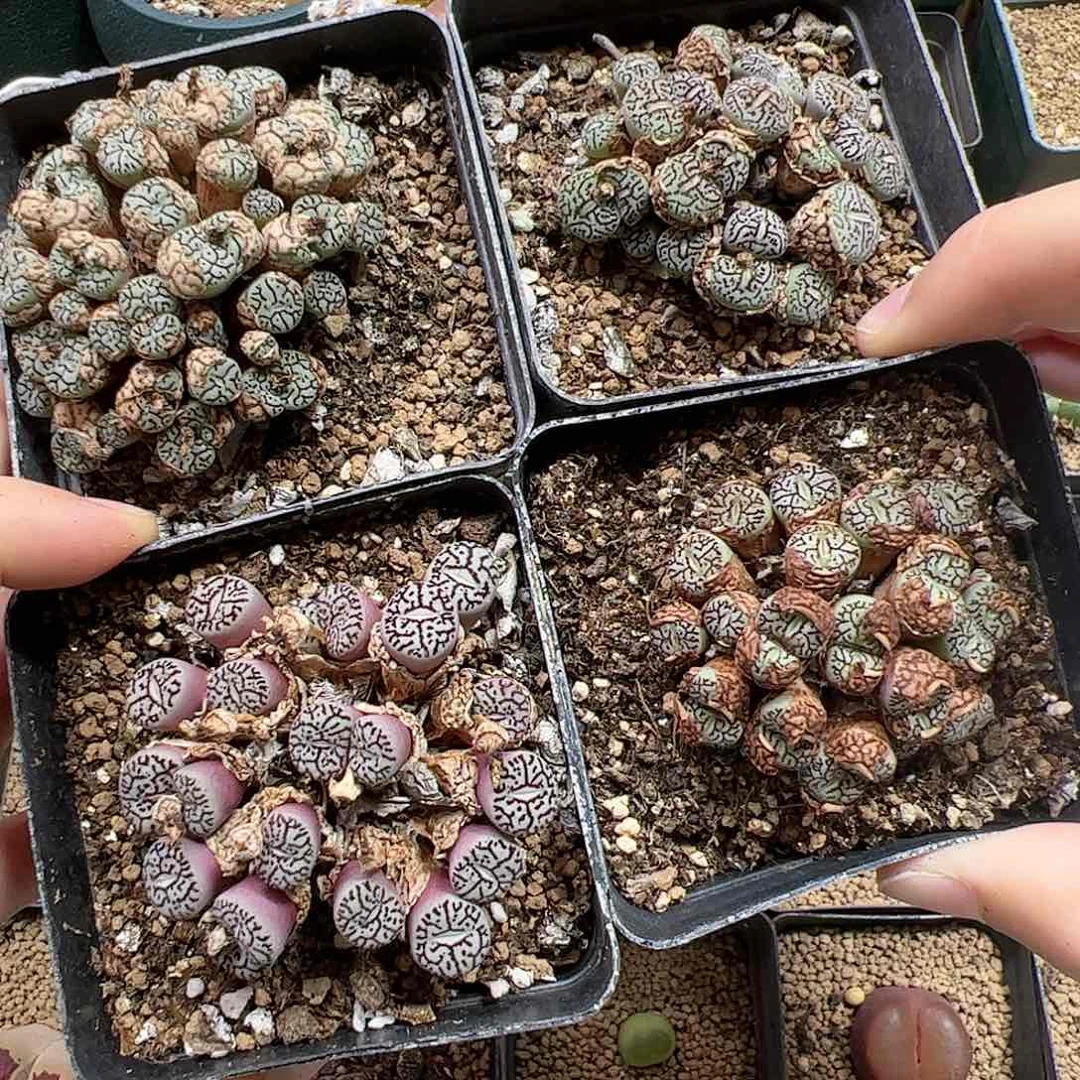 【闪购商品】115 秒