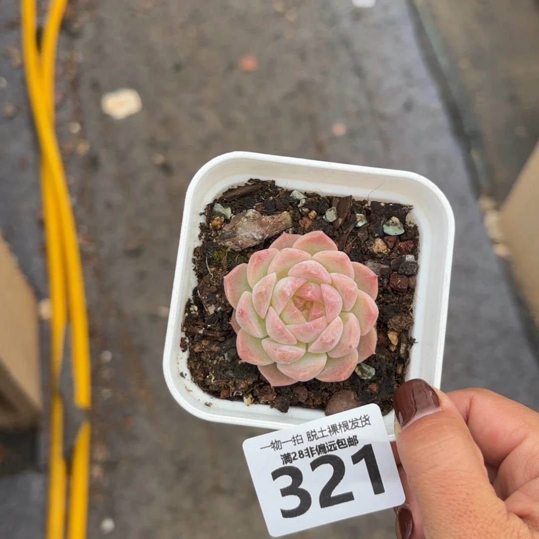 梦幻泡影无盆土发货