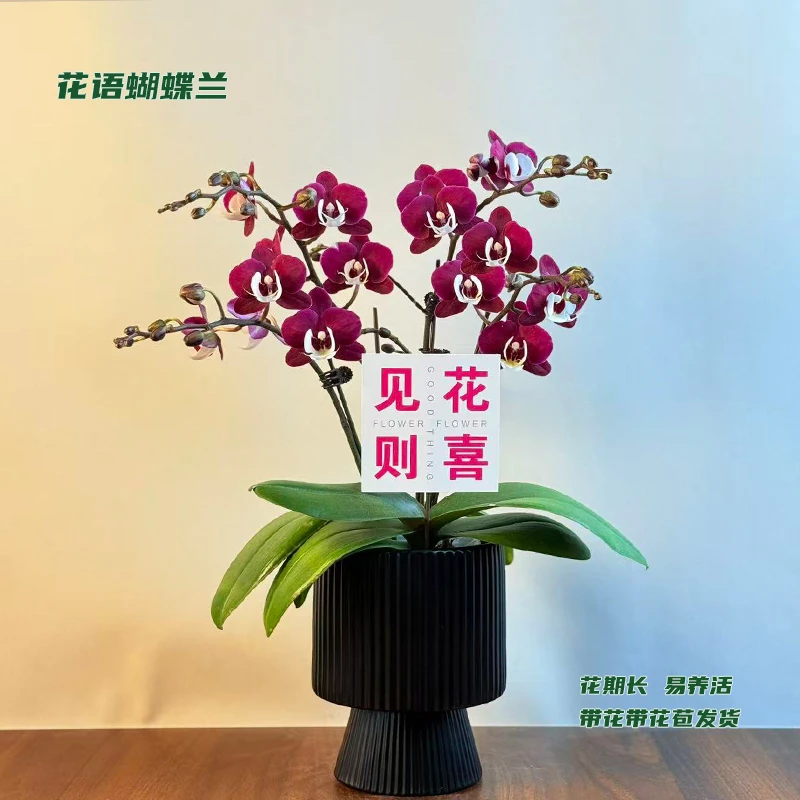 蝴蝶兰【团圆】 带花带花苞发货 室内客厅阳台花卉 好养易活