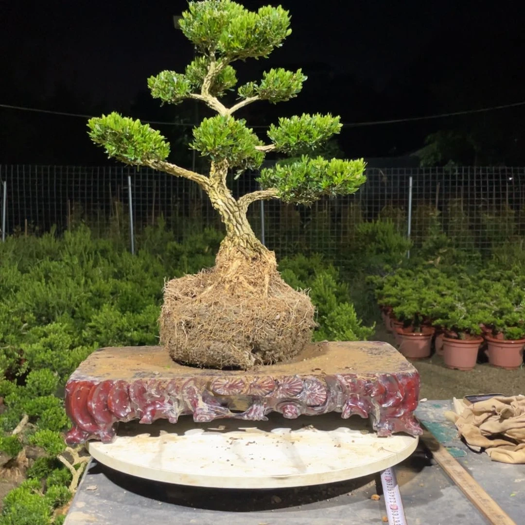 完全开放黄杨盆景