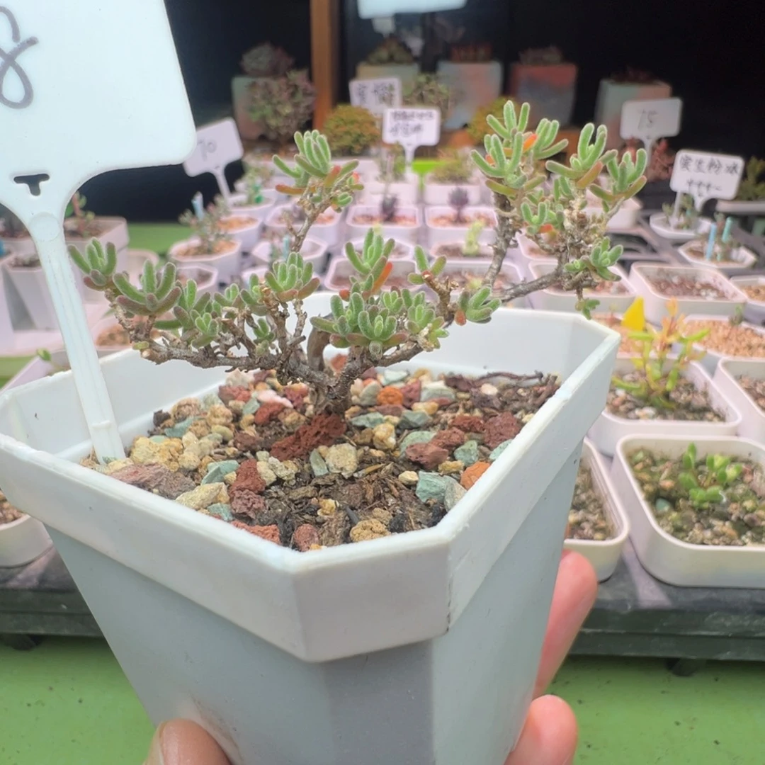 造型桩，737实生霓虹灯，三年半老桩，拍下不退不换