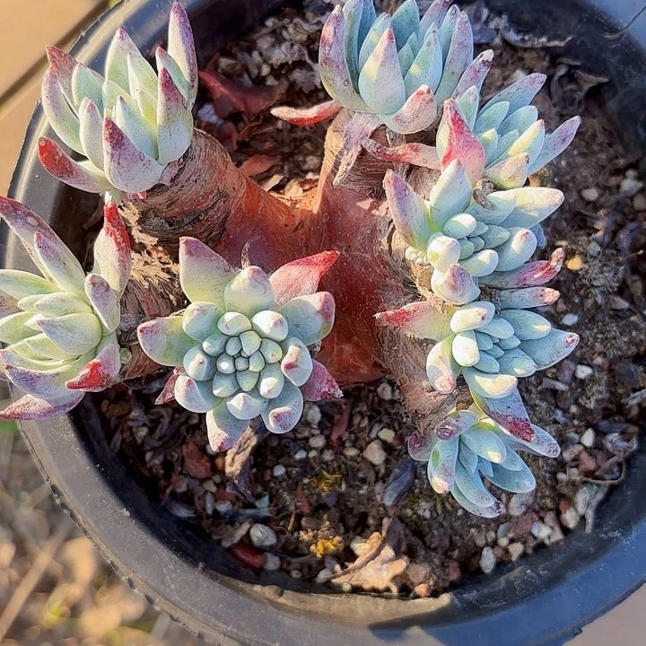 赵*柒仙女杯多肉植物