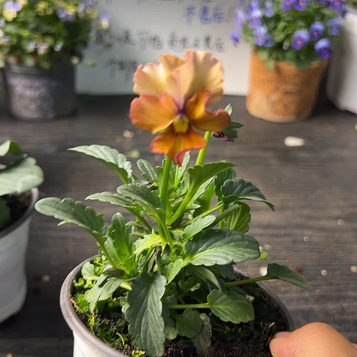 当前无花朵，栽培后可花朵107号