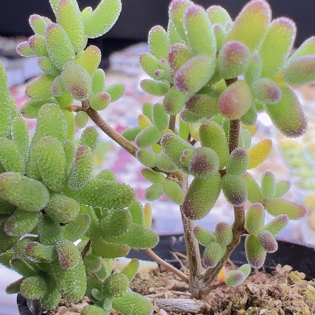 糖球19包邮多肉植物