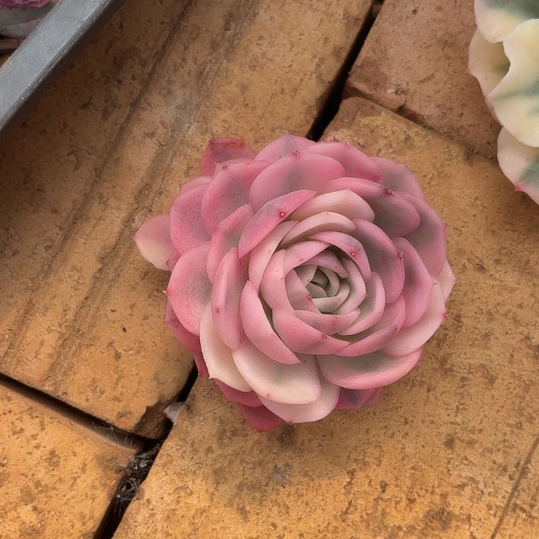 寄养链接的肉肉是