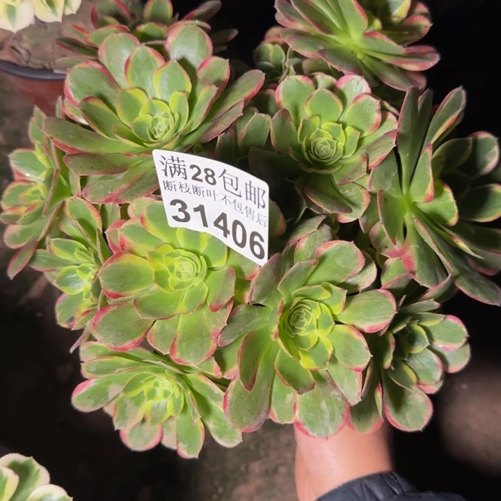 31406奶白不包断枝