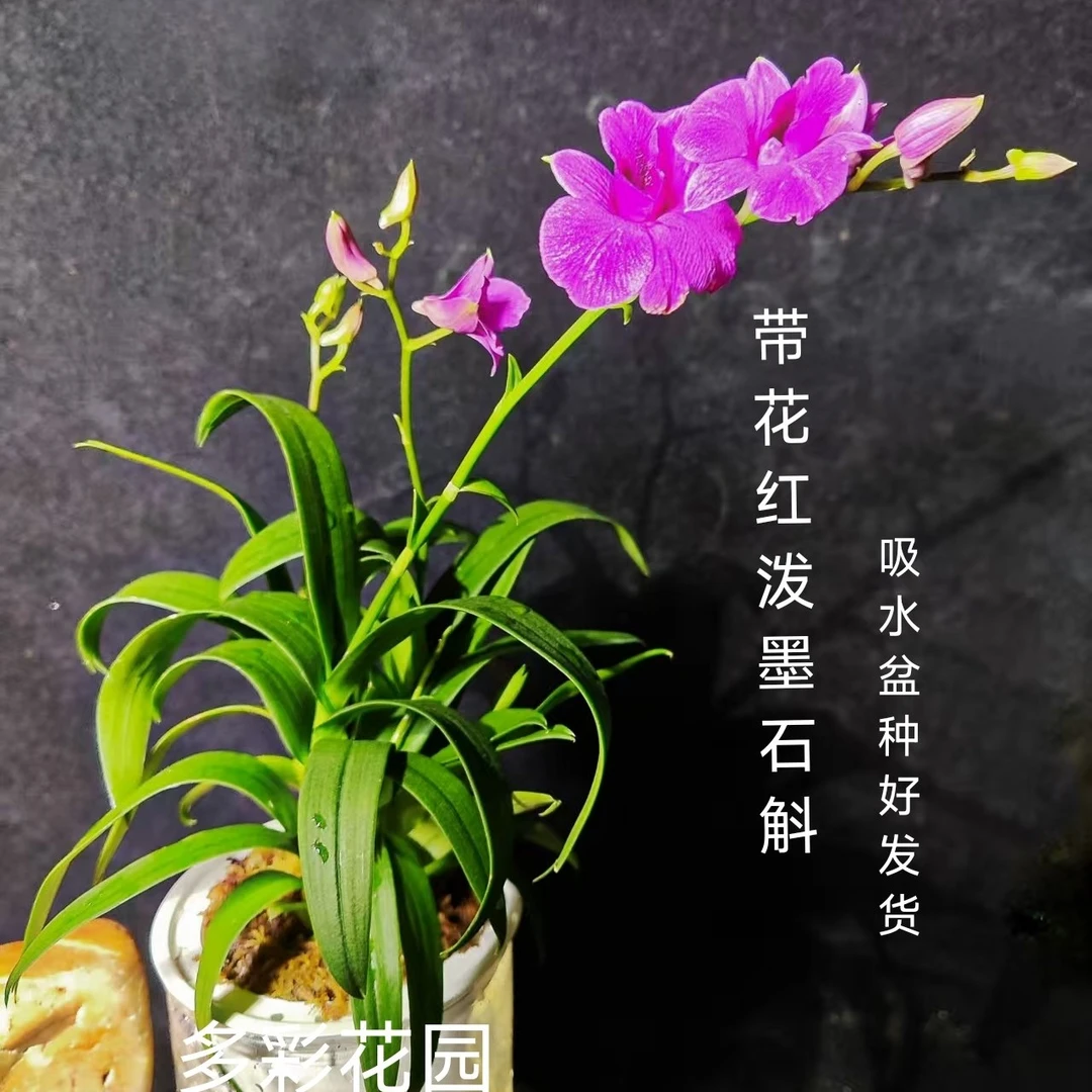 大盆带花红泼墨石斛四季开花秋石斛好养盆栽适合室内庭院石斛盆栽