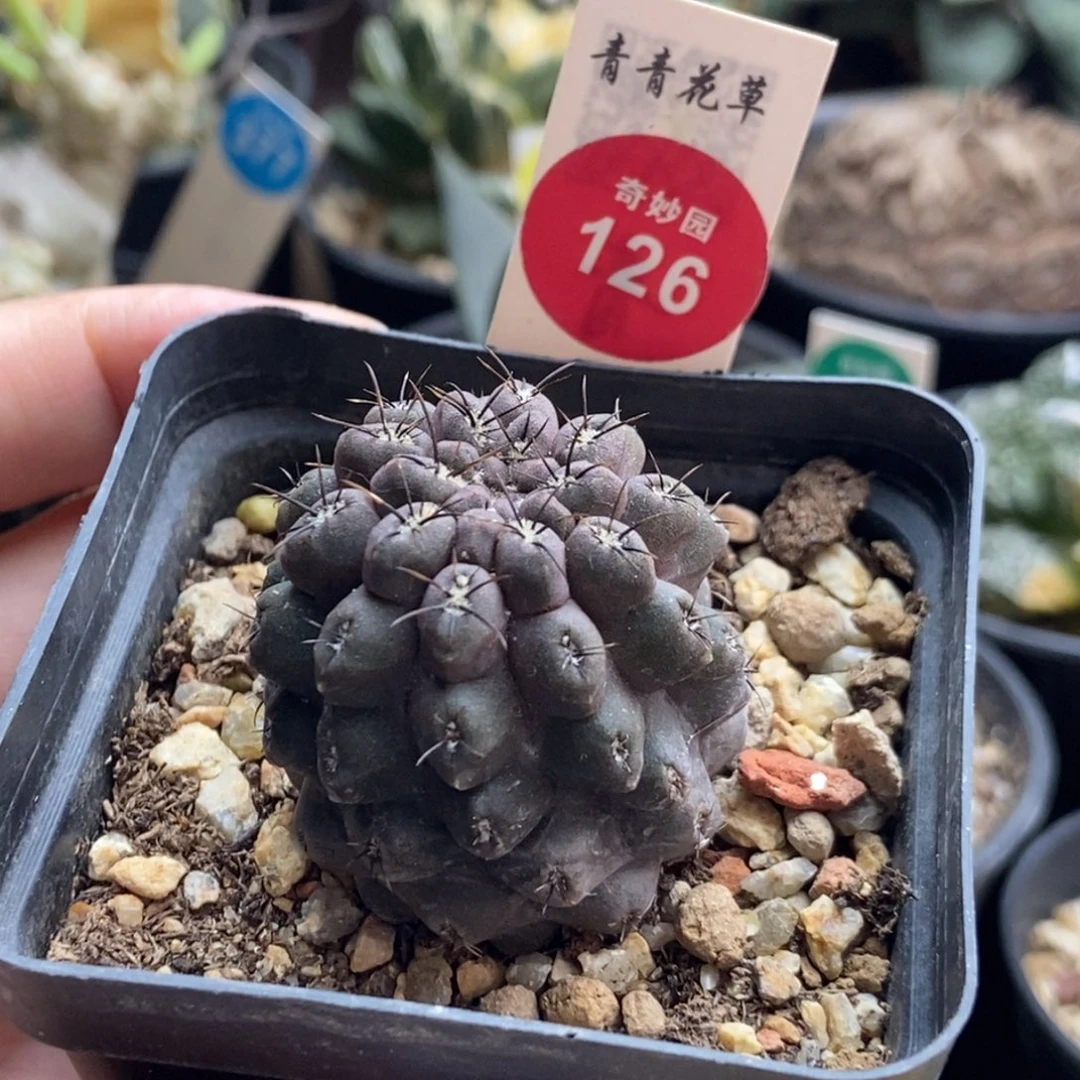 萝卜根雷头3.4cm一棵仙人球