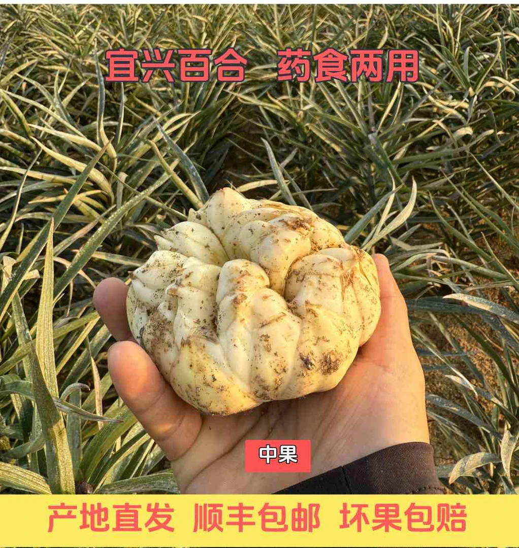 （中果2斤）25年现挖宜兴鲜百合