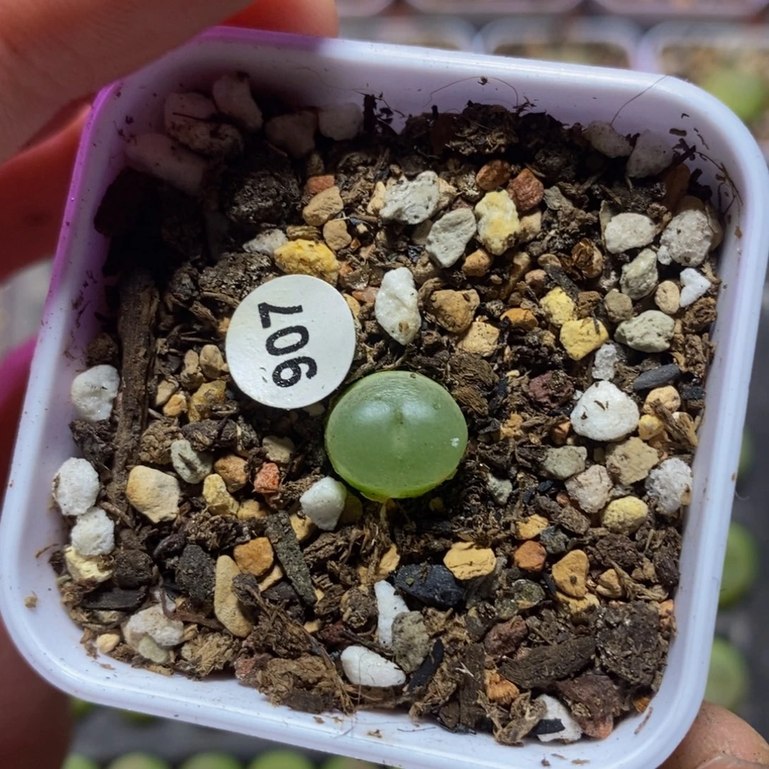 拉登1+多肉植物907