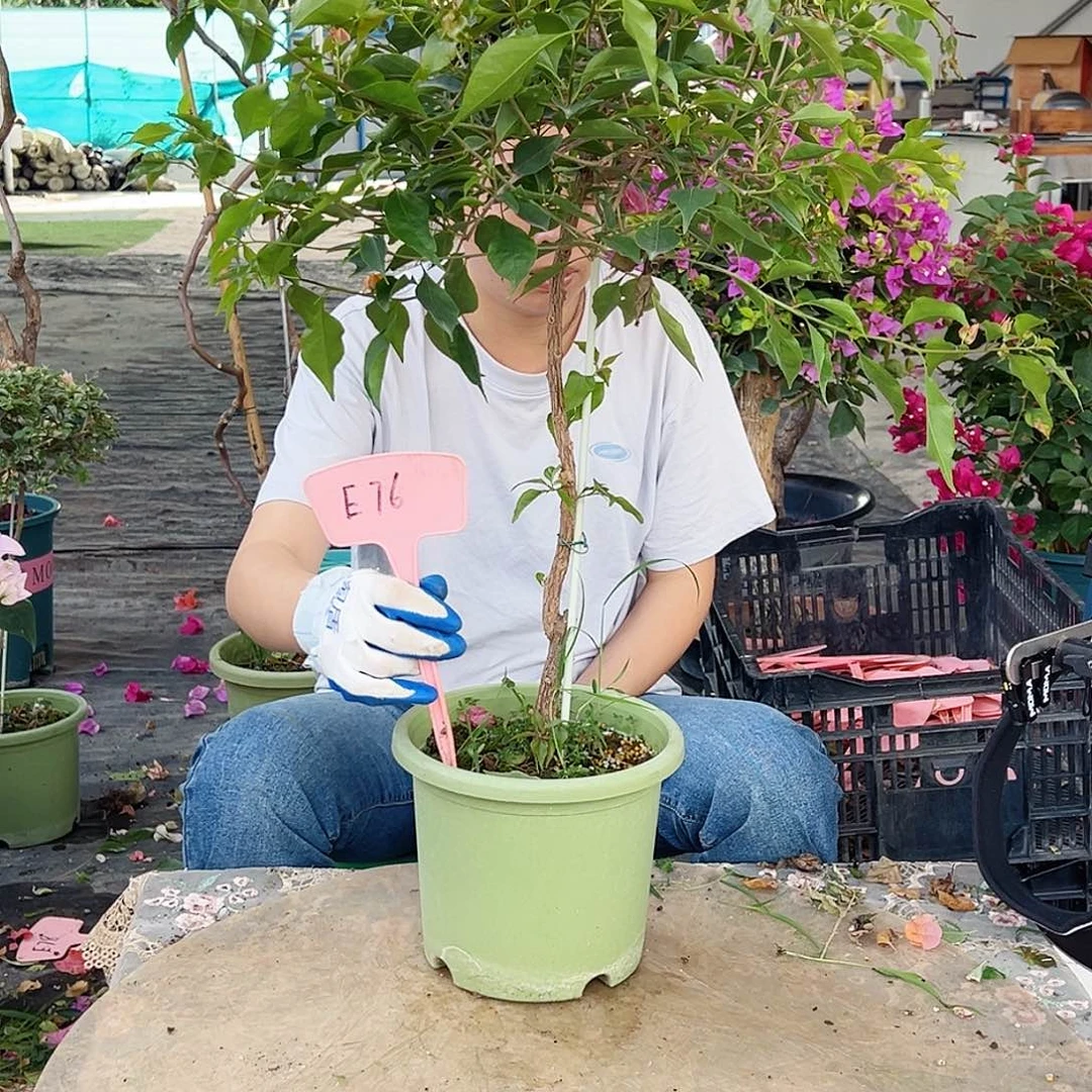 用***1大部分花苞少量开放E76橙桑巴