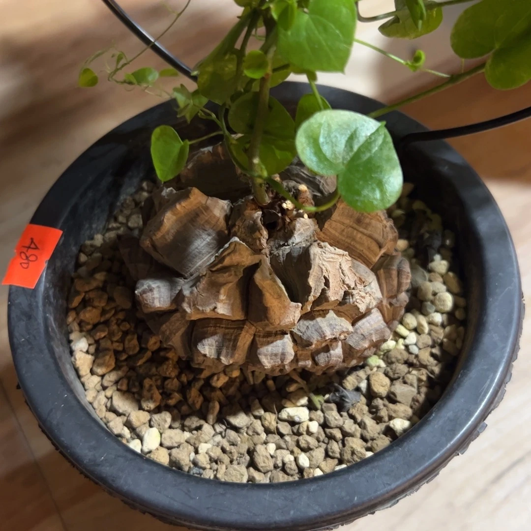 日系盆栽养定的龟甲龙235号