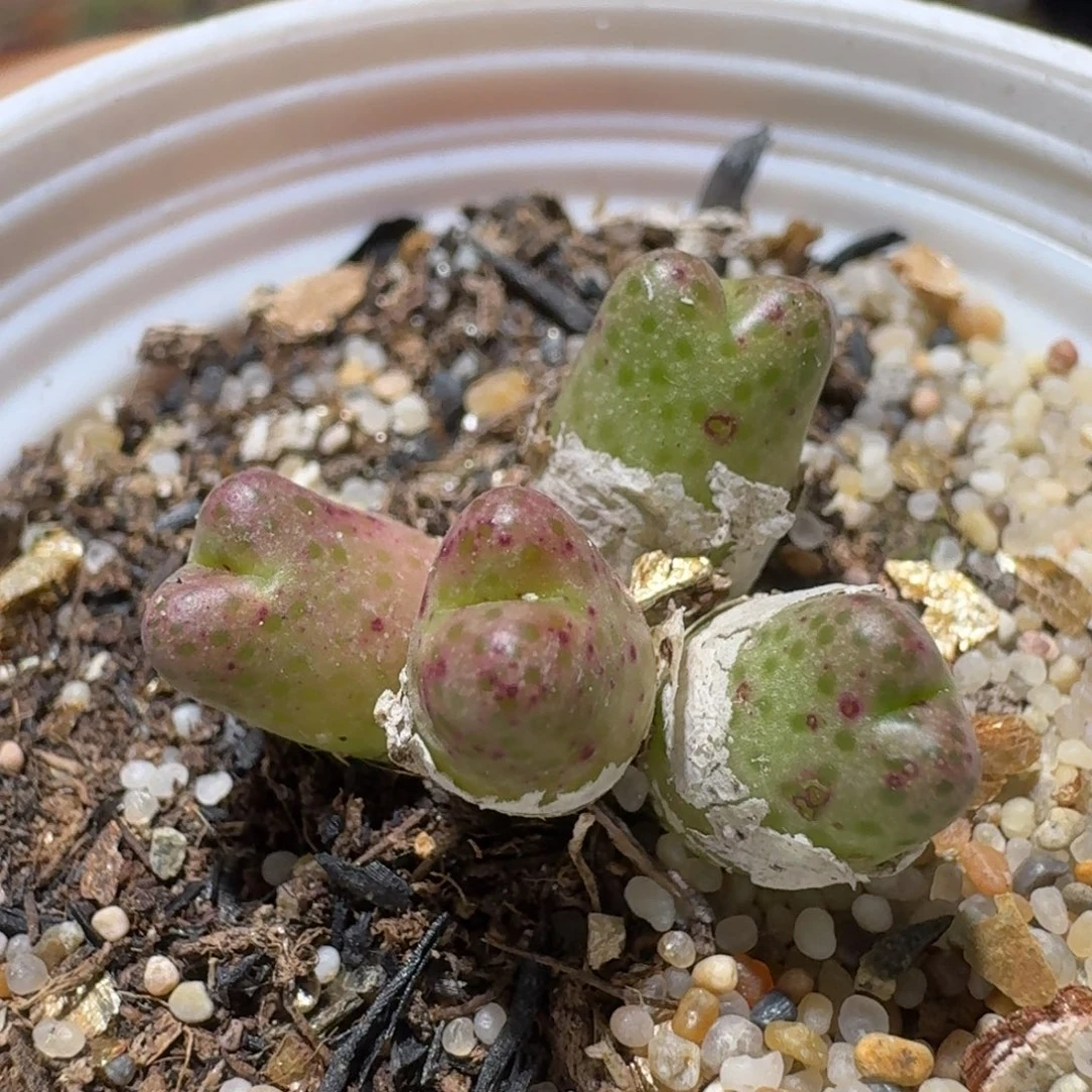 Sss新年福利款601草莓斑马