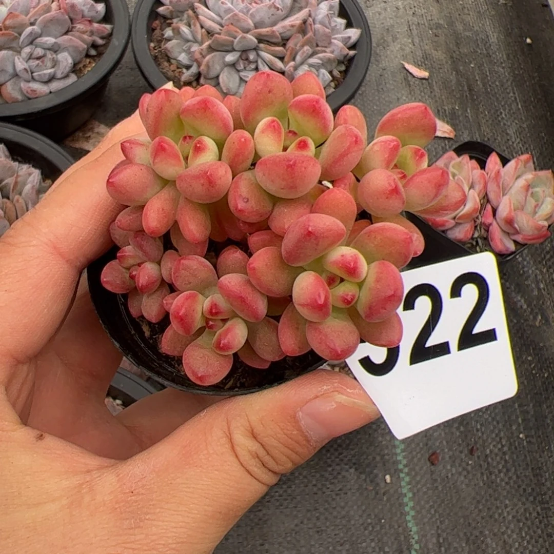 522 多肉植物组合盆栽