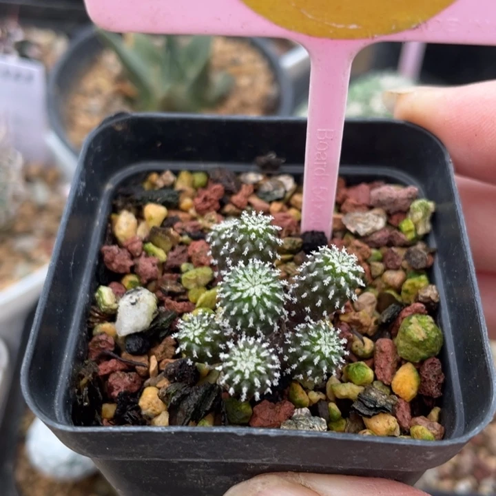 实生精巧殿刺缀一棵2951