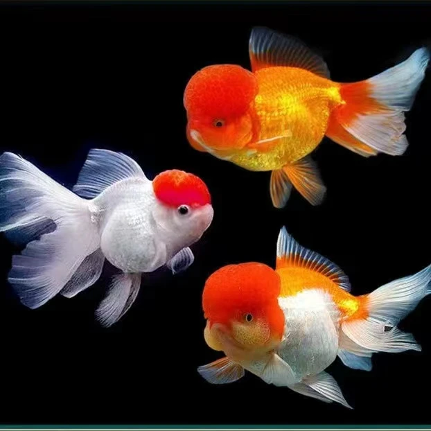 17号【8-10公分 2红狮 2鸿运  共4条】冷水观赏鱼好养好活包邮