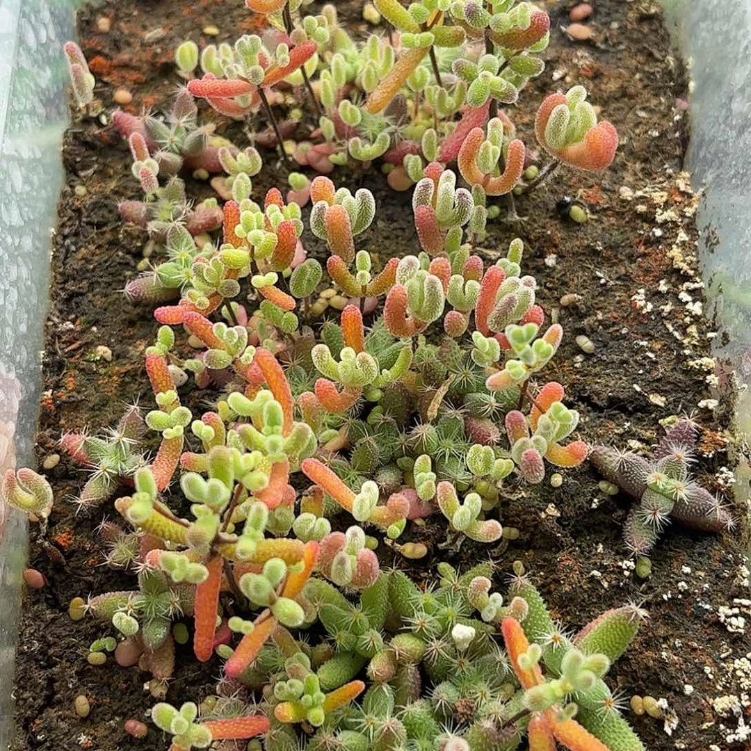 005混播切糕优选枝干
