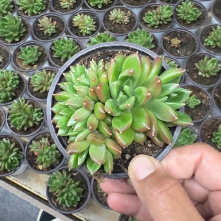 柏拉图 缀化  一物一拍