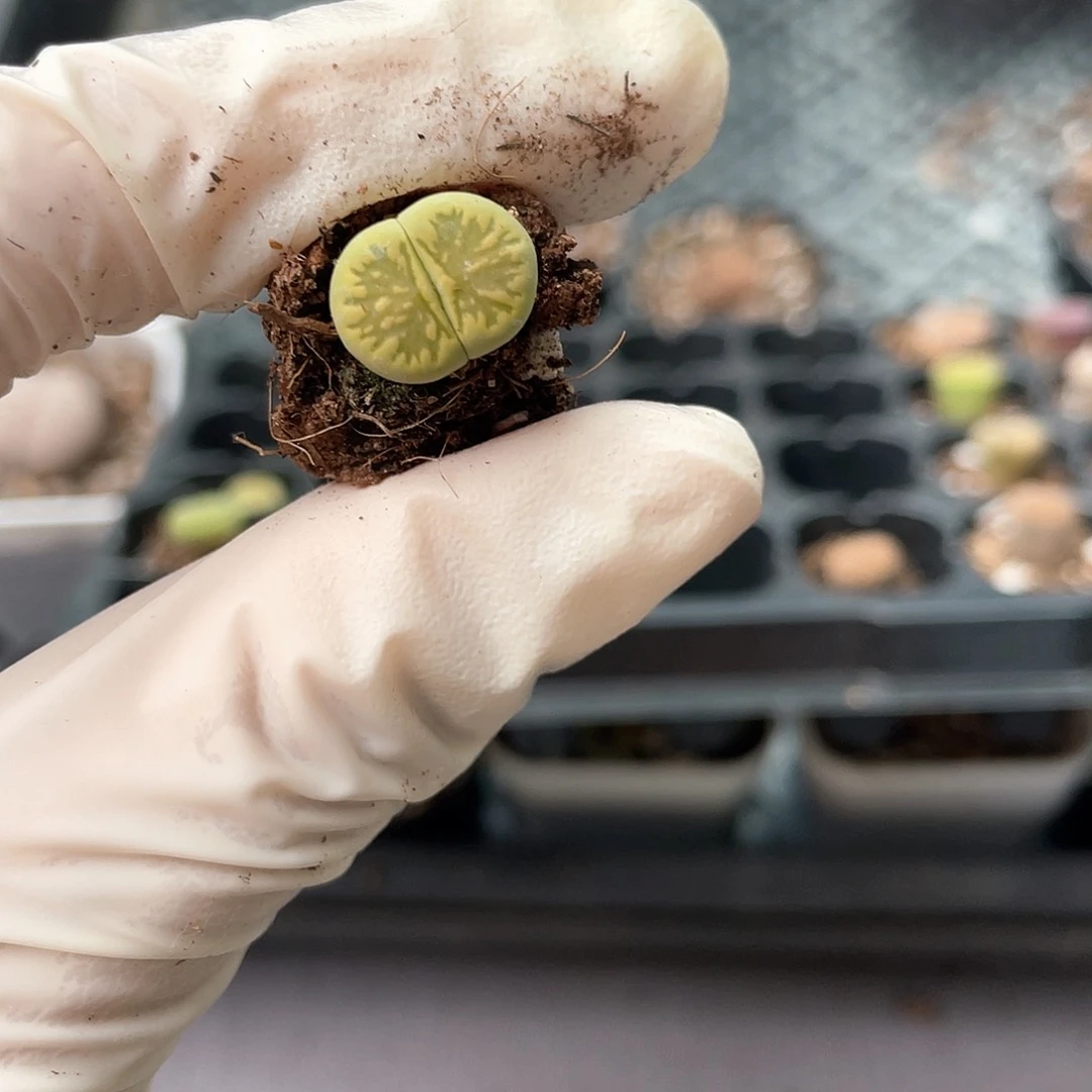 喜***庆5376大棚清仓甩卖了