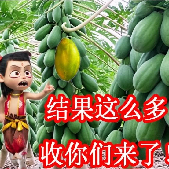 【3个月结果】木瓜果苗冰糖红心四季种植水果木瓜矮化广西