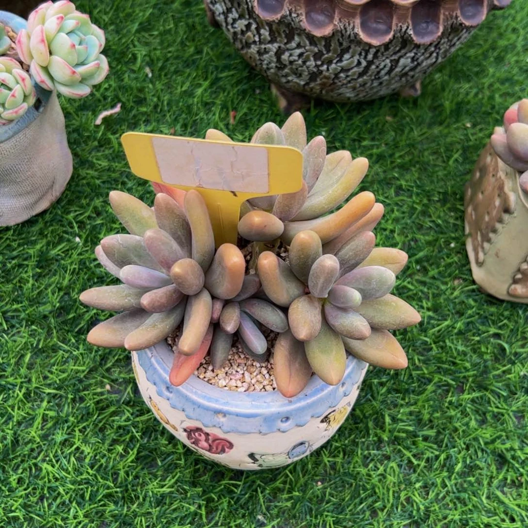 ?**༄糖果美人多肉植物