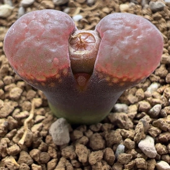 精品优选树莓粉窗一颗32。