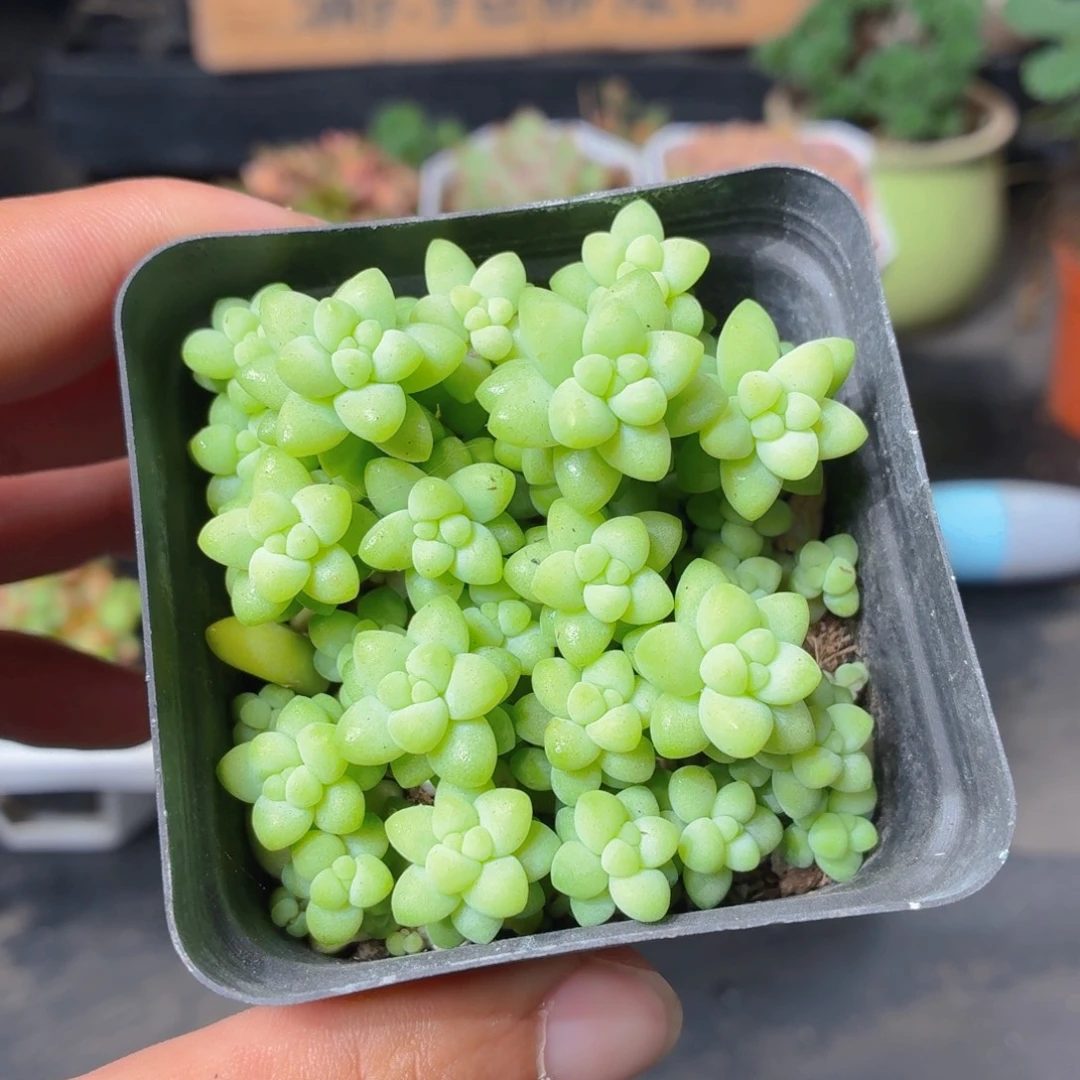 玉坠多肉9.9包邮发货