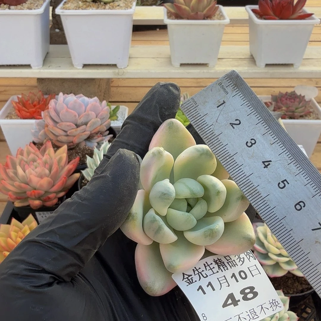 1110-48白鹭锦头盖