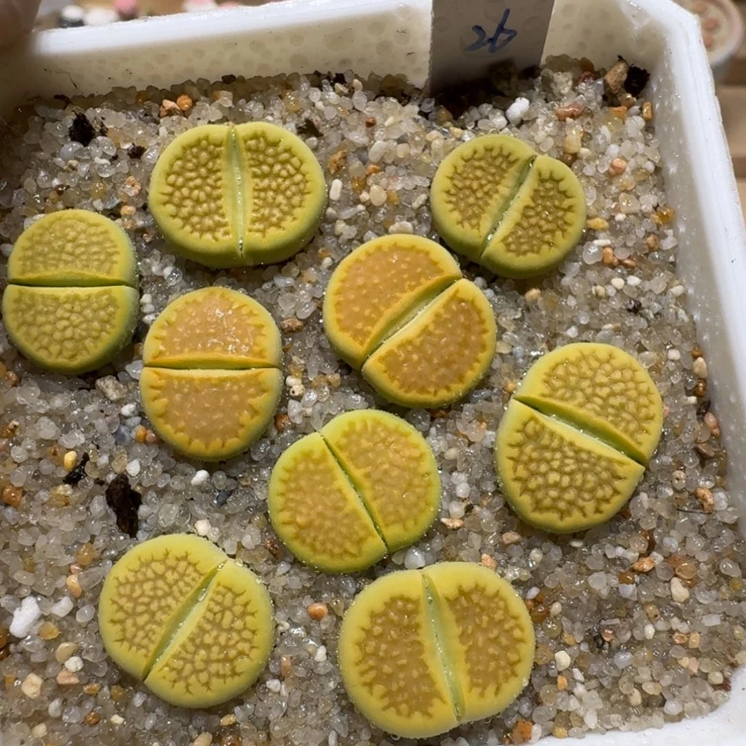 蒲***呀0610-56黄巴厘生石花花