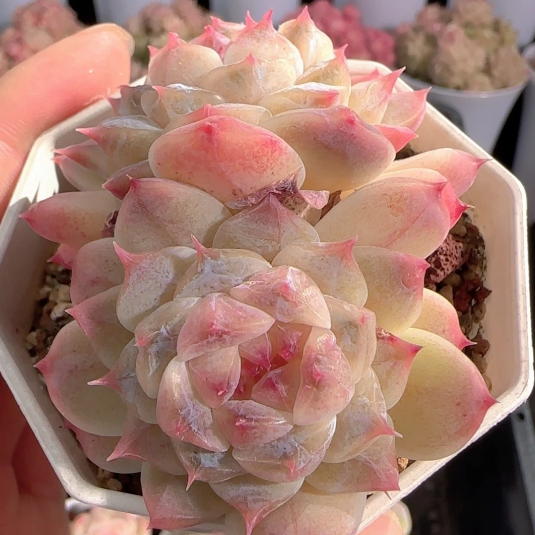 多肉0103-195秘境冰魄双头母本