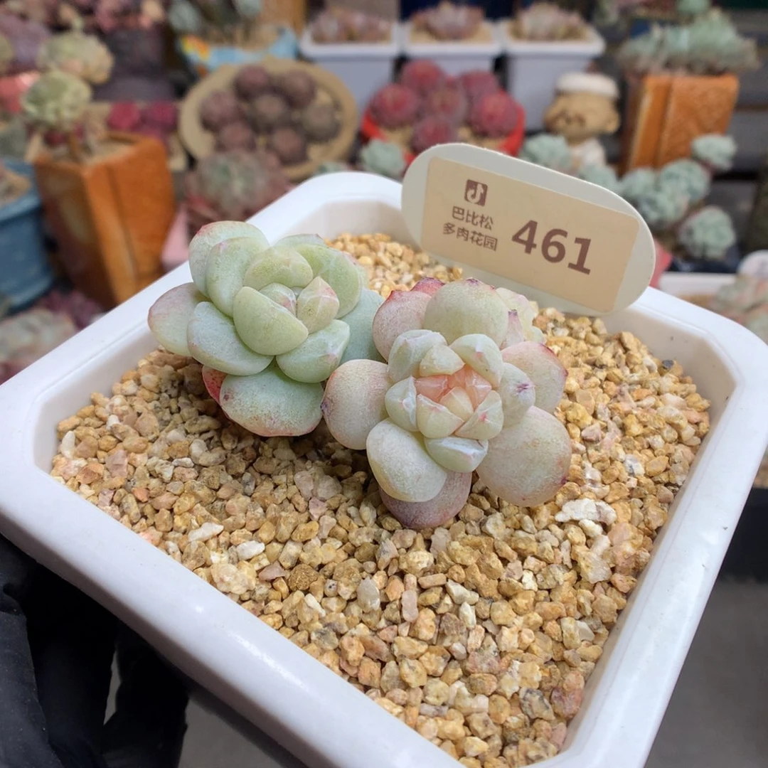 白*琛461 冰玉石化多肉