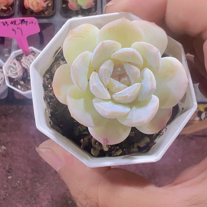 珍妮糖心精品多肉植物