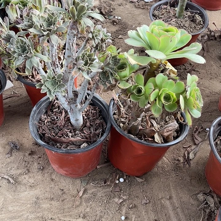 2棵玫瑰玫瑰玫瑰玫瑰